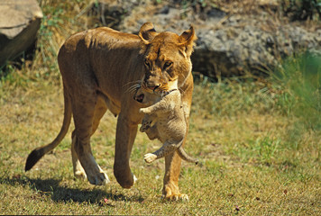 LION D'AFRIQUE panthera leo
