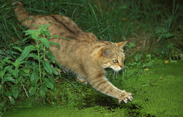 CHAT SAUVAGE D'EUROPE felis silvestris