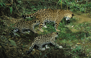 JAGUAR panthera onca