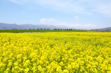 信州　いいやま菜の花畑