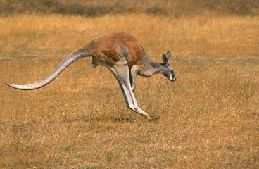 KANGOUROU ROUX macropus rufus © slowmotiongli