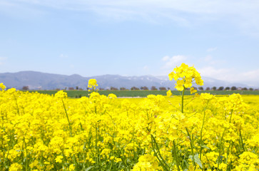 Obraz premium 信州 いいやま菜の花畑
