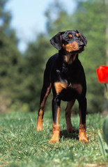 PINSCHER MOYEN