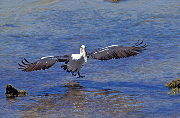 PELICAN A LUNETTES pelecanus conspicillatus