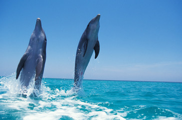 Fototapeta premium GRAND DAUPHIN tursiops truncatus