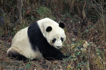 Obraz premium GRAND PANDA ailuropoda melanoleuca