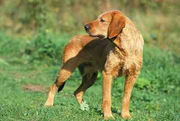 GRIFFON FAUVE DE BRETAGNE