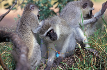 GRIVET cercopithecus aethiops