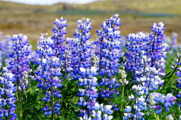 Beautiful blue and white lupine flowers of Iceland in the summer