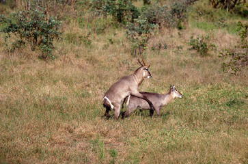 COBE A CROISSANT kobus ellipsiprymnus
