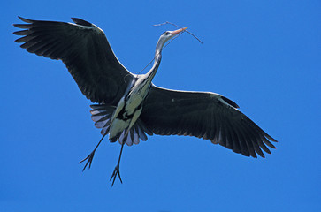 HERON CENDRE ardea cinerea