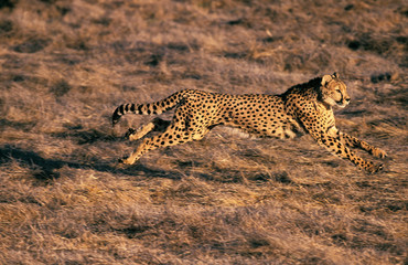 GUEPARD acinonyx jubatus
