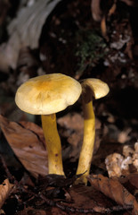 TRICHOLOME SOUFRE tricholoma sulfureum