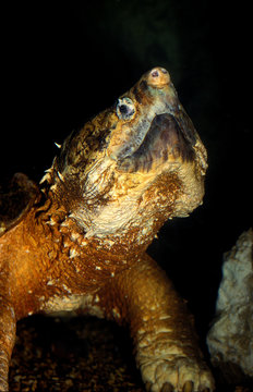 TORTUE ALLIGATOR macroclemys temminckii