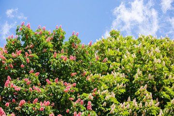 Red and white chestnut tree in blossom on sky background