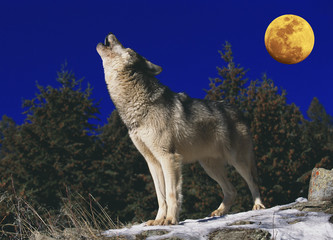 LOUP D'EUROPE canis lupus