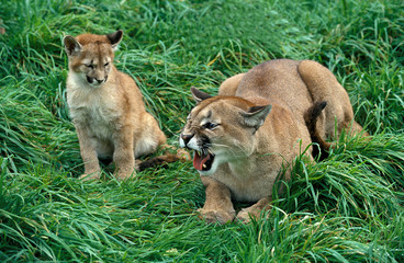 PUMA puma concolor