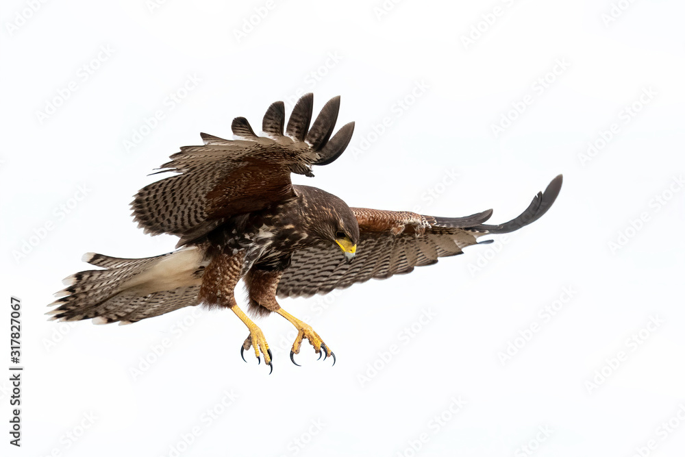 Wall mural harris's hawk juvenile, laguna seca ranch, texas