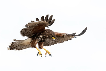 Harris's Hawk (parabuteo unicinctus) Juvenile, Laguna Seca Ranch, Texas