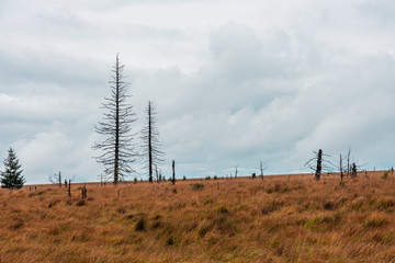 Old broken tree in nature reserve High Fens, Belgium.