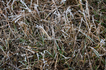 Frost on the grass. Winter background
