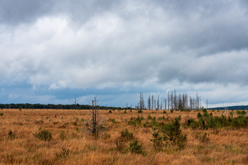 Panorama of the High Fens in autumn, Belgium...