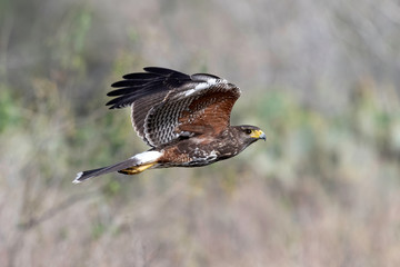 Harris's Hawk Juvenile, Laguna Seca Ranch, Texas