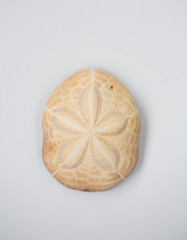 Sea biscuit Shell on white background