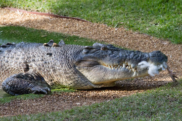 Crocodile