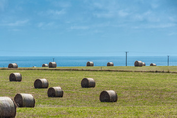 Stanley, Tasmania, Australia - December 15, 2009: Green meadow with plenty of large rolls, bales, of hay under blue sky. © Klodien