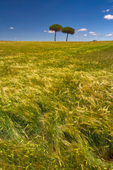 Bonito paisaje
