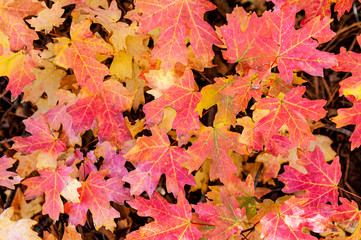 Naklejka na ściany i meble Maple Leaf Background Autumn