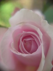 Fototapeta premium pink rose on black background