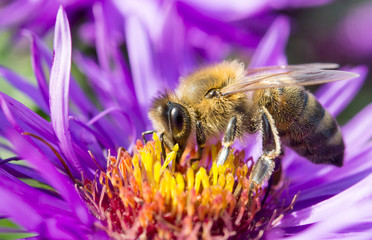 Honey bee 