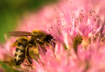 Honey bee 