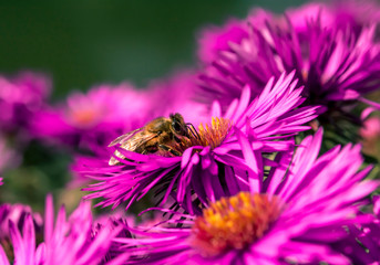 Honey bee 