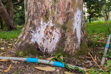 Durian tree is a root rot disease , using antifungal medication to treat