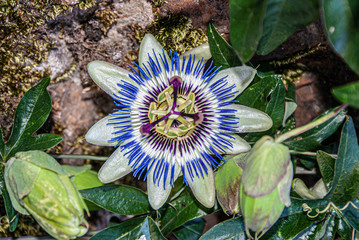 Beautiful flower of passion of intense colors. Image.