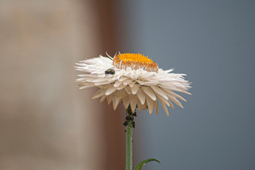 Beautiful daisy flower on an unfocused background. Image.