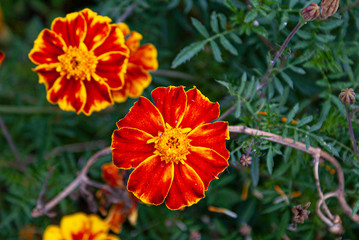 Beautiful flowers of a deep red and yellow textured. Image.