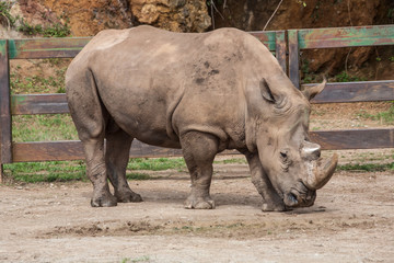 Obraz premium Textured and colored image of a beautiful rhinoceros. Image.