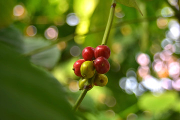  Beautiful and fragrant coffee beans