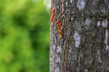 Old stump Beside the pond Nature background