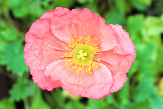 Closeup of a pink poppy stigma and stamen