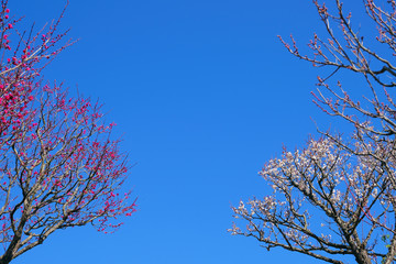 青い空に輝く赤と白の梅の花