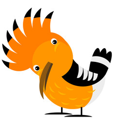Cartoon exotic hoopoe colorful bird on white background illustration