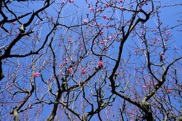 七分咲きの梅の花