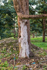 durian tree is a root rot disease , use topical medication to treat