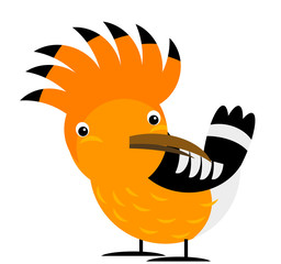 Cartoon exotic hoopoe colorful bird on white background illustration
