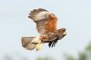Harris's Hawk Juvenile, Laguna Seca Ranch, Texas